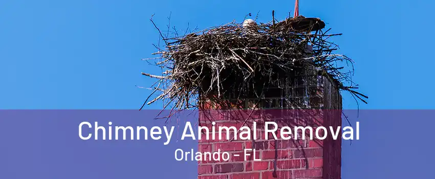 Chimney Animal Removal Orlando - FL